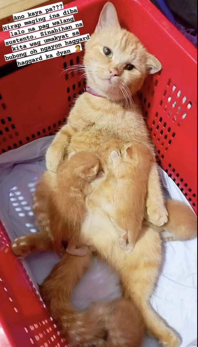 CHEDDAR NIYO PAGOD NA! 😅

LOOK: Fur mom Nica Onelongo spreads good vibes after she shared a meme-worthy photo of her cat named Cheddar, who looks tired of breastfeeding its kittens.

According to Nica, her husband was surprised after he saw Cheddar showing a face like that.
