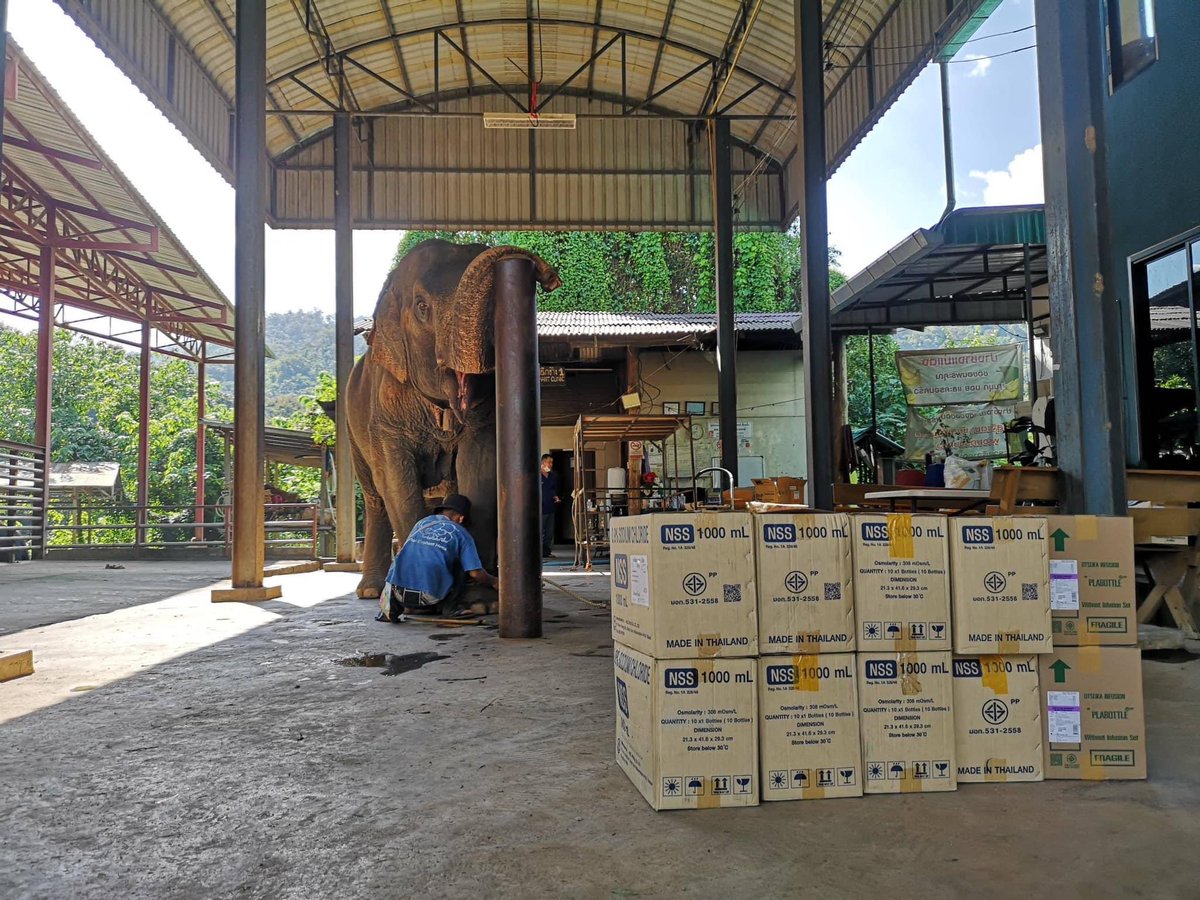 📣กิจกรรมผู้ใหญ่ใจดีปี2566
ในกิจกรรมที่คุณอ้อม รวมน้ำใจมาร่วมทำบุญช่วยเหลือร่วมแบ่งปันน้ำใจให้กับช้างป่วยโดยร่วมบริจาคน้ำเกลือเพื่อใช้ชดเชยและฟื้นฟูร่างกายสำหรับช้างป่วย มอบให้กับสมาคมสหพันธ์ช้างไทย, คลินิคช้างปางช้างแม่แตง จ.เชียงใหม่
ขอขอบคุณผู้ใหญ่ใจดีทุกท่านมากๆค่ะ🙏🏻❤️