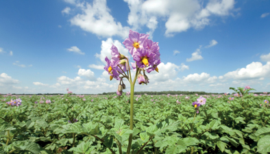 Agrifirm's tweet photo. Volgende week 'Themabijeenkomst Aardappelen 2023'.  Onderwerpen bij aardappelteelt; beheersing phytophtora, bodem insecten en virusbeheersing (deze alleen in Emmeloord). 28 November in Emmeloord. Aanmelden via: https://t.co/RiffgwuTp0. https://t.co/oRmNg1u4n3