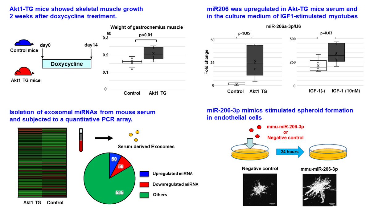 Exosomal miR206 was upregulated in the blood of muscle-specific Akt1 TG mice and in IGF1-stimulated myotubes. Exogenous supplementation of miR206 promoted angiogenic response in endothelial cells. 
By Yasuhiro Izumiya
doi.org/10.1253/circj.…
#circ_j #CardioTwitter