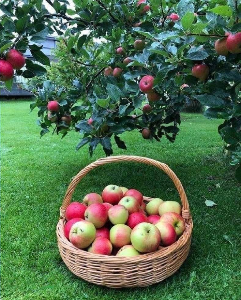 ✍🏻🌹نسمه صباحيه🌹✍🏻

🌷كل يوم تعيشه هو هدية من الله،، 
فلا تضيعه بالقلق من المستقبل أو الحسرة على الماضي..
فقط : توكل على الله واستمر بحياتك🌼 .
💐صباح الخير💐