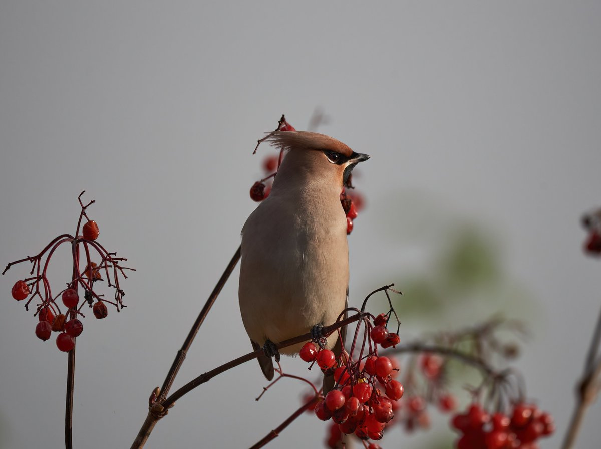 MikaldL's tweet photo. Gisteren de zeldzame Pestvogel mogen fotograferen in #camminghaburen #leeuwarden
@NUnl
@OmropFryslan https://t.co/tSuyWivHf8