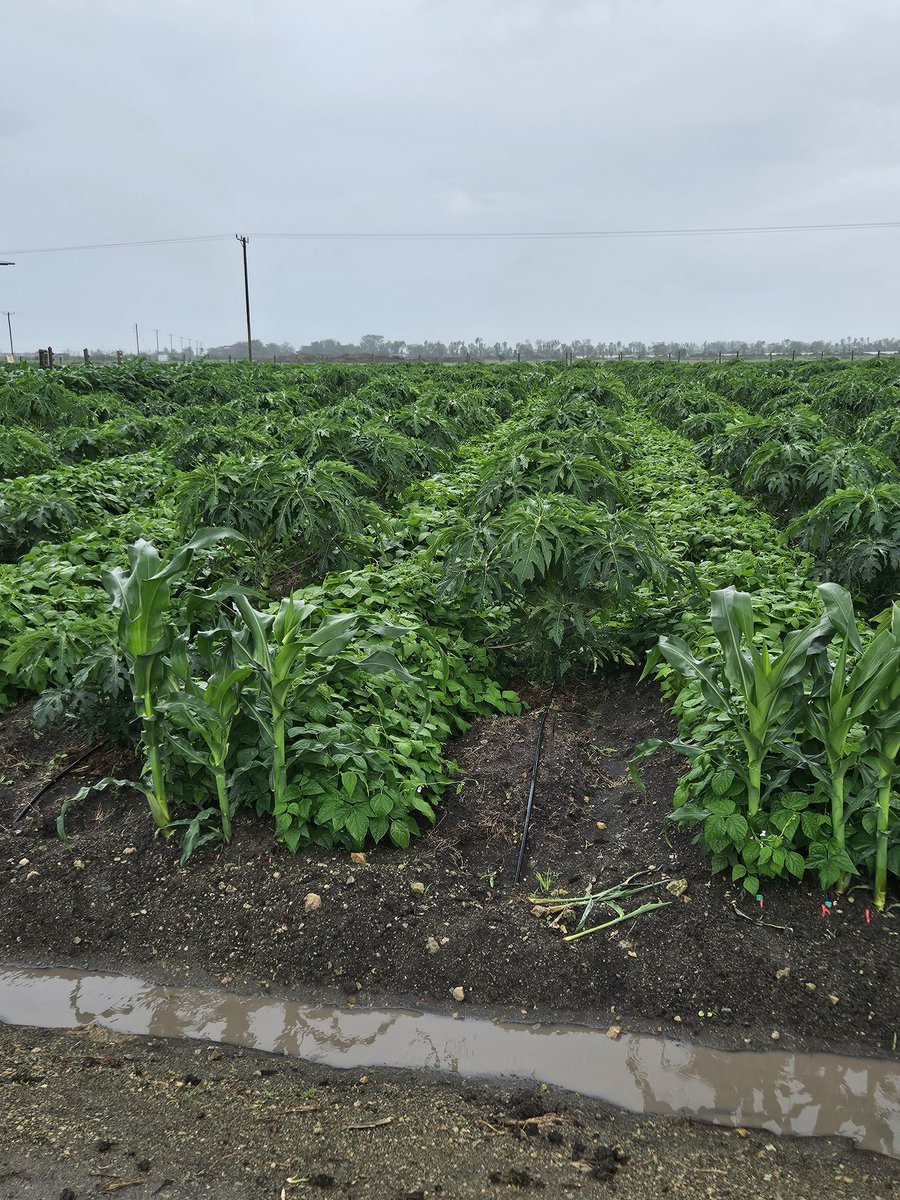 Ahmednasir Abdullahi SC tweet media