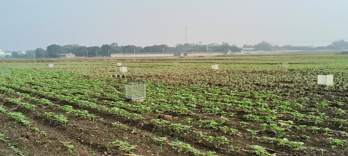 #dryland #livinglabs on #regenerative cropping systems @ICRISAT equipped with monitoring of #carbon #GHG and other #sustainability indicators, #capacitydevelopment for #ClimateAction