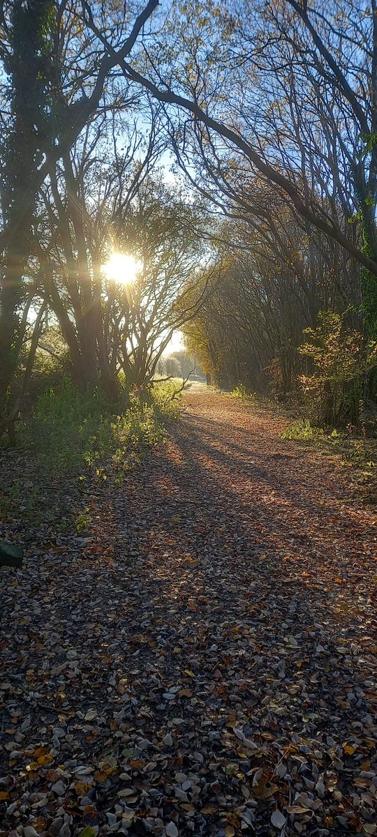 TaoPoetry's tweet image. I wish my teeth were better
I wish I wasn&apos;t grey
I wish a million more wishes
Wishing my life away

I&apos;m walking the dog now
Tasting the sun kissed frost
Ambling through the wilderness
Hope is a word that  is not lost

#musing 
#DailySeeds