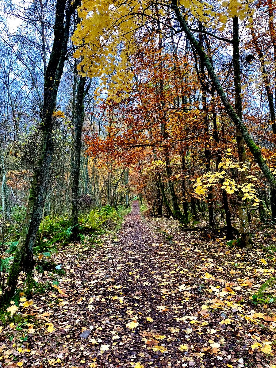 Autumnal feels 🍂🥰🍂  #weekendwalks