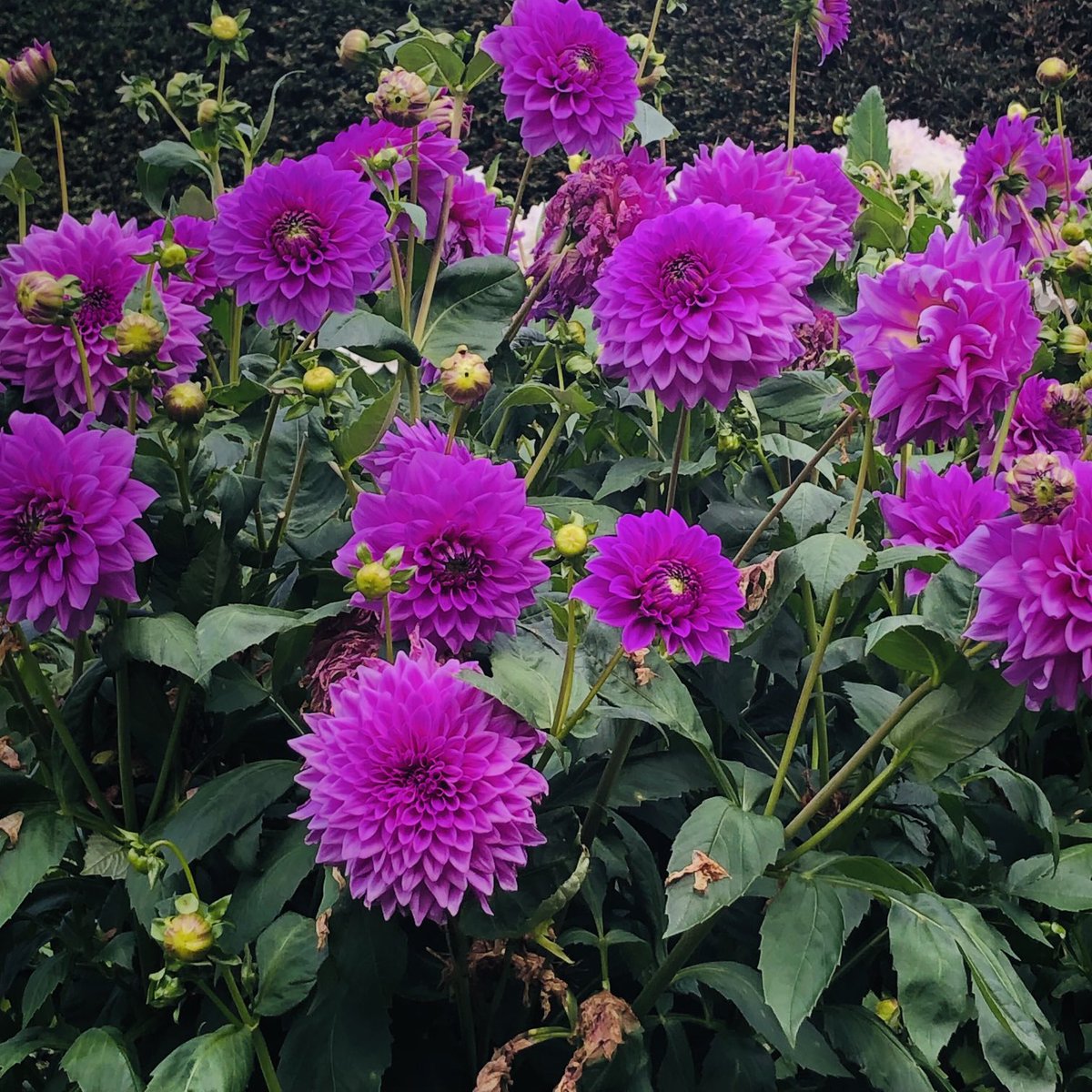 Dahlias from ⁦@BiddulphGrange⁩ 🩷 have a great day 🩷
