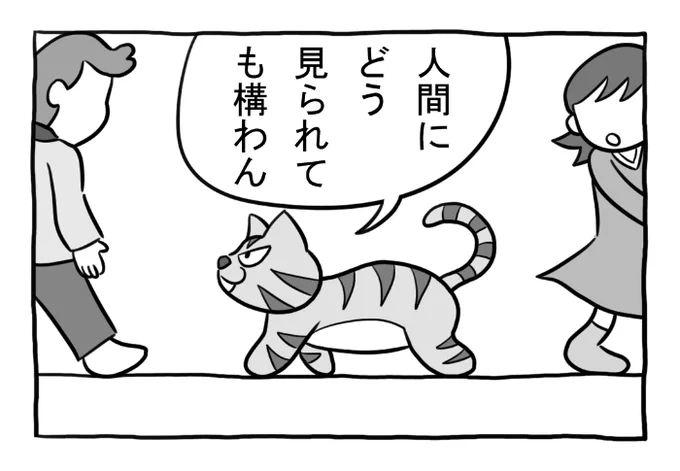 ねこまんがかいてみた330「距離感」  #ねこ #ネコ #猫 #白猫 #黒猫 #猫漫画 #4コマ #4コマ漫画 #四コマ漫画 #マンガ #漫画 #野良猫 #お出かけ #外出 #道 #漫画が読めるハッシュタグ