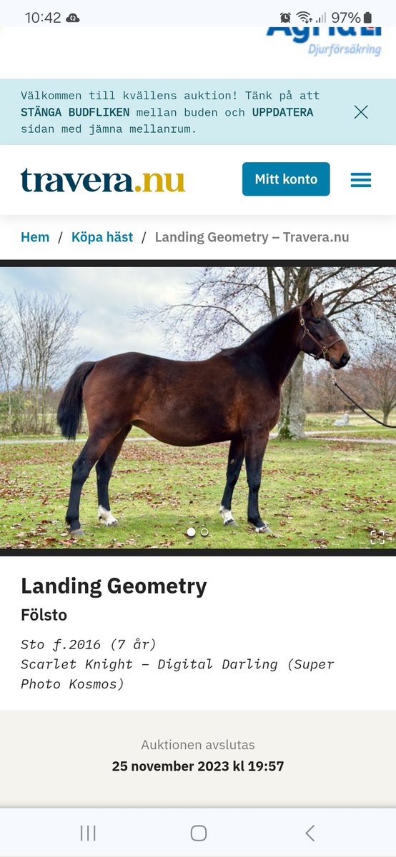 pacetrotting's tweet photo. Idag säljer vi fölston på travera! Var med å fynda, dräktiga med fabulous wood, international moni, django riff och trixton. https://t.co/yCikLsQXx4