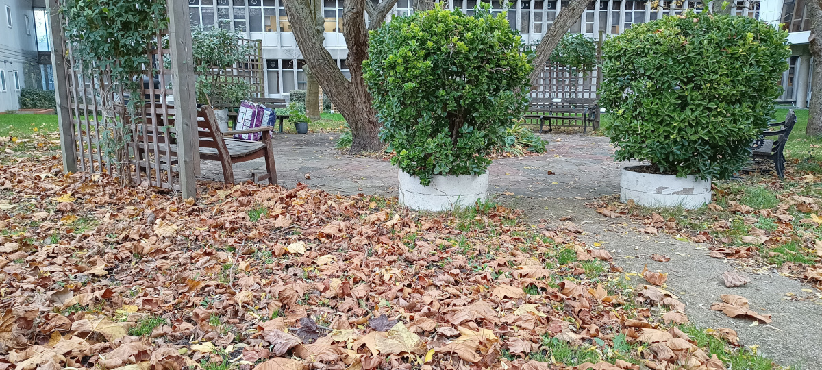 Leaves are down at Hospital Garden
A visit to the Northwick Park Hospital Garden on Friday 24 November 2023 confirmed that most of the leaves from the trees are down now.  We cleared the path - which was as covered with leaves as the grass area.  Geraniums are stored away now!