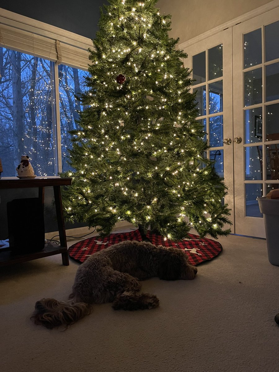 karrie_joy's tweet photo. I came into the living room after getting coffee thinking Tucker loves sitting by the Christmas tree as much as I do in the quiet morning……but…..he’s just waiting patiently for the cat to come out and “play”😈🤣 They are bffs…..according to Tucker 😉😂
#dogsandcatsoftwitter #tuckerandwinston
