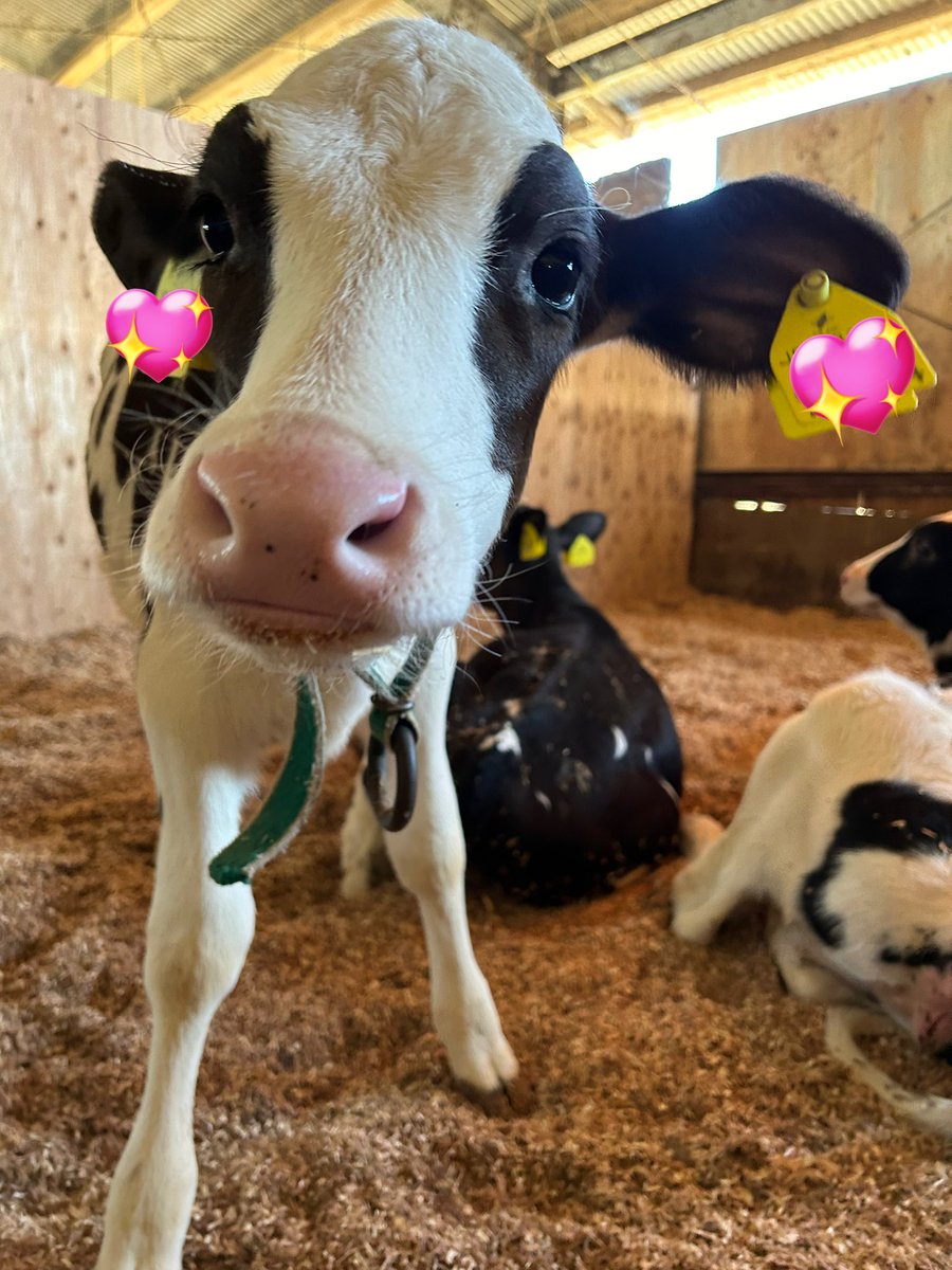 少し早く生まれて小さかった「ちびっちょ」ちゃん🐮 左の眉毛がカールしてるのが可愛い🥰🥰