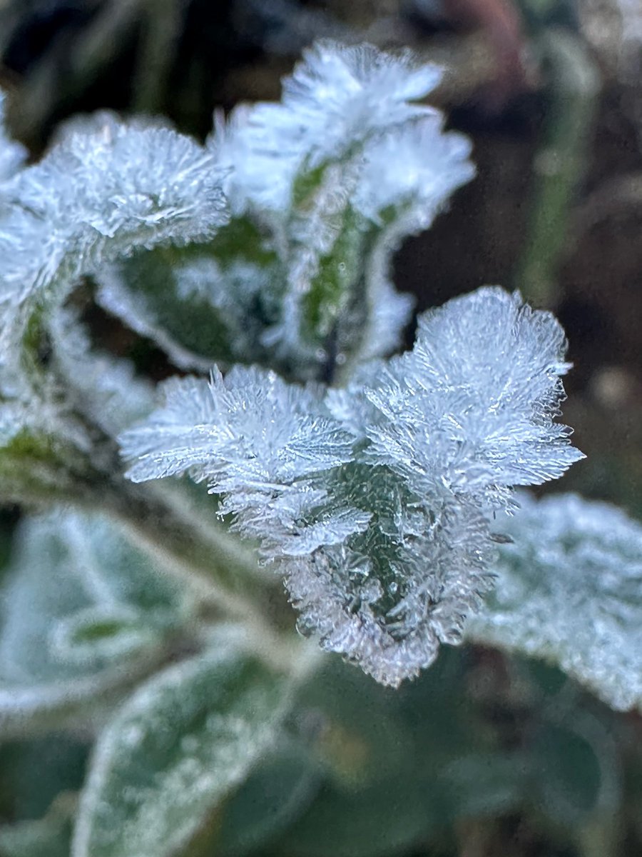 A little frosty on our balcony this morning….. #frosty #frostymorning #NaturePhotography