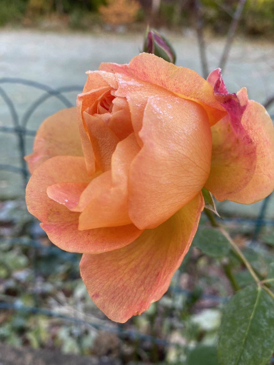 A dusting of frost like Icing Sugar this morning 🥶 
#GardeningX #GardeningTwitter #Roses #RoseADay #NovemberMornings