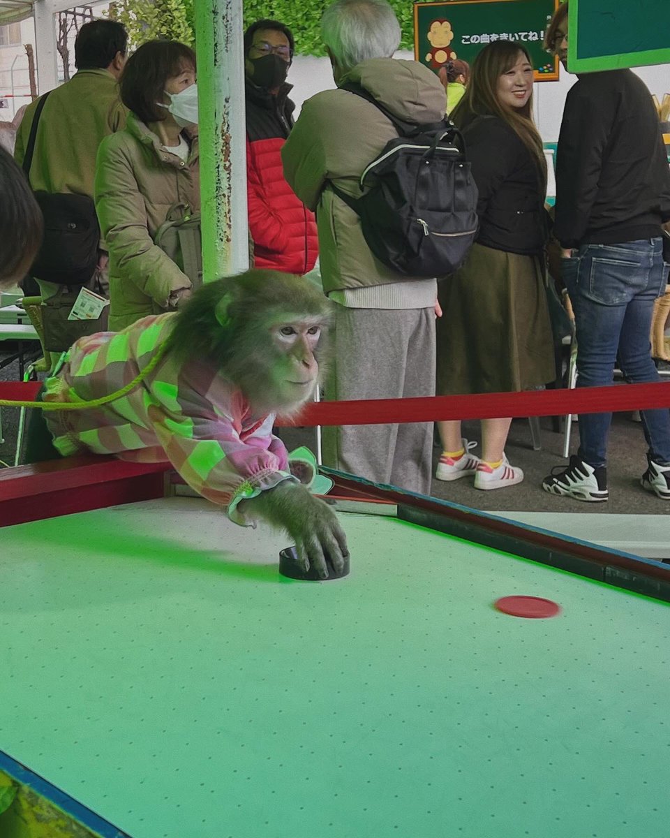 gogoanri's tweet image. お猿さんとゲームしたり、ペンギンとかカピパラとか近距離で色んな動物が見れて幸せすぎた🥺❤️‍🔥❤️‍🔥❤️‍🔥(ゲーム手加減しすぎた🙄)

@osaruland_nikko 
#日光さる軍団
#monkeypark 
#ふれあい動物園 
#animals 
#sponsored