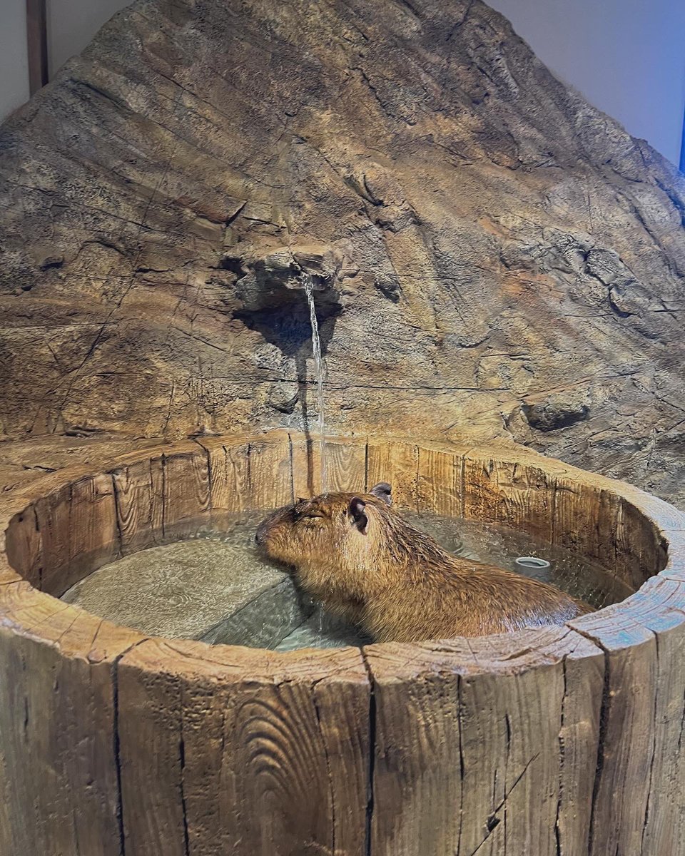 gogoanri's tweet image. お猿さんとゲームしたり、ペンギンとかカピパラとか近距離で色んな動物が見れて幸せすぎた🥺❤️‍🔥❤️‍🔥❤️‍🔥(ゲーム手加減しすぎた🙄)

@osaruland_nikko 
#日光さる軍団
#monkeypark 
#ふれあい動物園 
#animals 
#sponsored