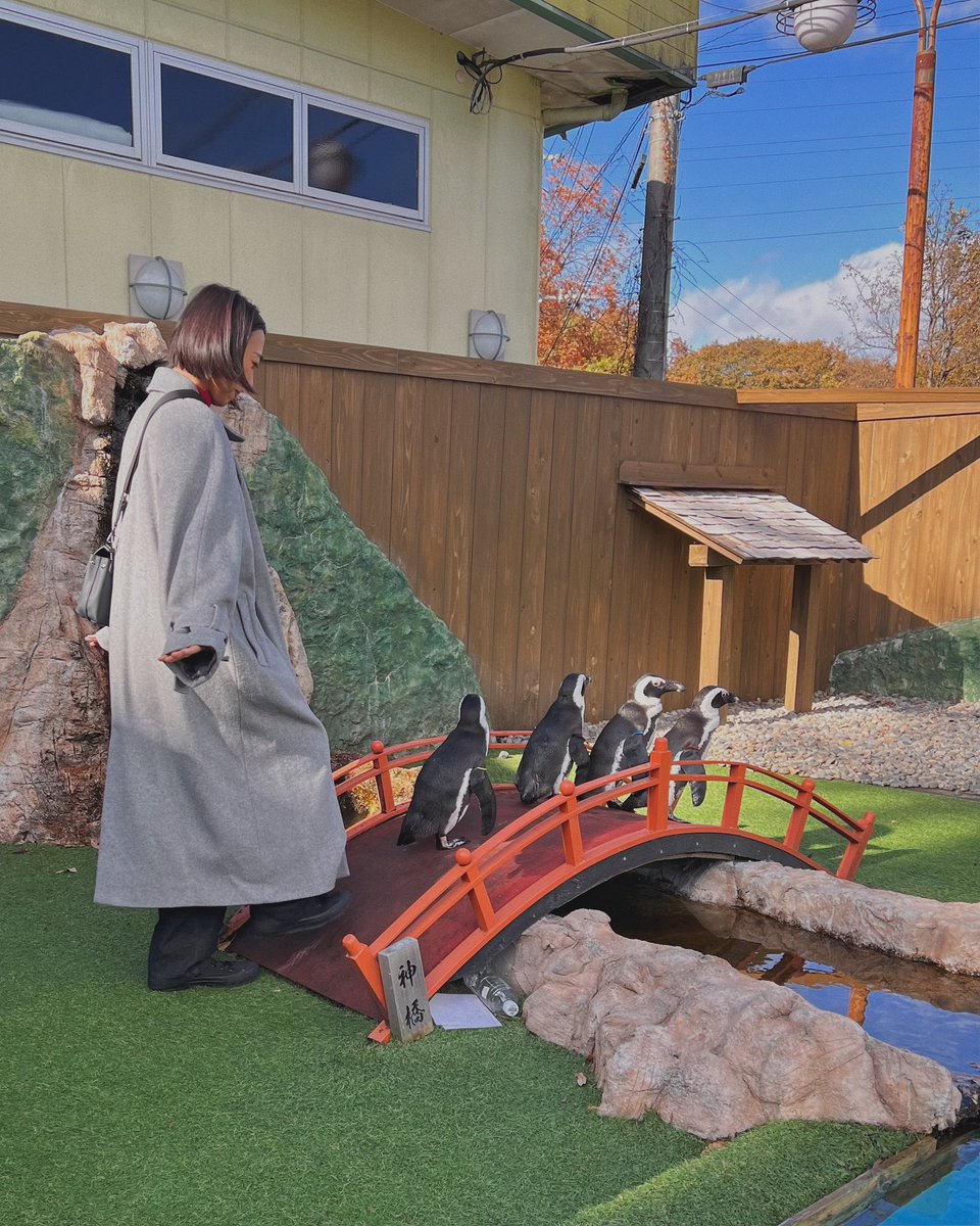 gogoanri's tweet image. お猿さんとゲームしたり、ペンギンとかカピパラとか近距離で色んな動物が見れて幸せすぎた🥺❤️‍🔥❤️‍🔥❤️‍🔥(ゲーム手加減しすぎた🙄)

@osaruland_nikko 
#日光さる軍団
#monkeypark 
#ふれあい動物園 
#animals 
#sponsored