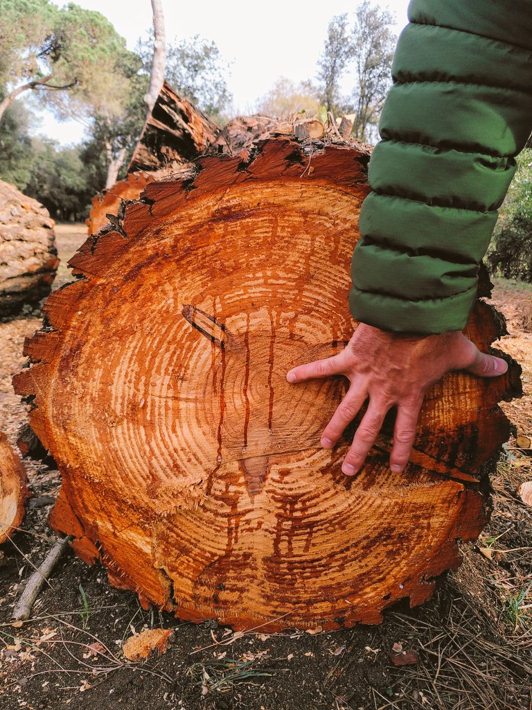 sandrasauramas's tweet photo. Sembla que l'ajuntament de #Cardedeu, a l'hora de tallar arbres i fer franges de prevenció d'incendis, va a màxims i decideix arrasar. 'Si no queda res viu, segur que no es crema...' una lògica antiquada que ignora altres aspectes de la mitigació i adaptació al canvi climàtic https://t.co/9A8YBWbiX0