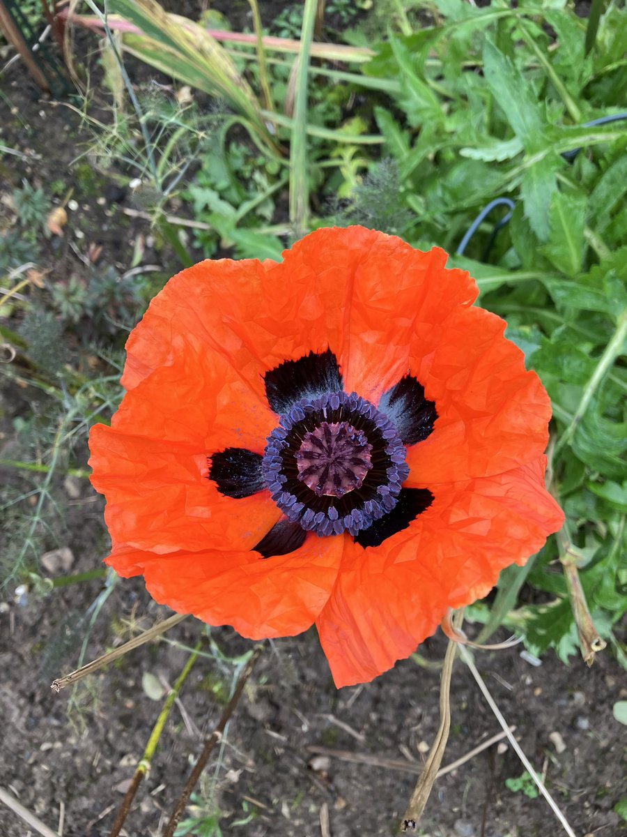 November poppy!