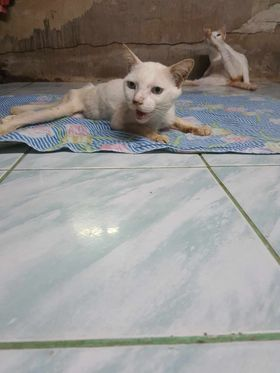 CatsterClub's tweet photo. 🩸ขอรับบริจาคเลือดน้องแมวด่วนค่ะ🩸
#ขอรับบริจาคเลือดน้องแมวช่วยน้องด่วนคะ📷📷📷📷📷📷📷📷#กรุงเทพมหานคร📷

ชื่อลุงแก่ น้ำหนัก 2.8 กก.

ค่าเลือดต่ำ15% ภาวะเลือดจาง มาก น้องเป็นเอดส์แมวต้องให้เลือดด่วนมาก ถ้าน้องไม่ให้เลือดภาย 1-2 วัน โอกาสเสียชีวิตสูงมาก

📷ขอความเมตตาพี่ที่มีน้องแมวอายุ1-7ปีหนัก4โลขึ้นไปสุขภาพแข็งแรง ได้รับวัคซีนครบ
#ได้โปรดเมตตามาช่วยน้องด้วยนะคะ📷📷

โรงพยาบาลสัตว์เกษตรบางเขน ชื่อลุงแก่ 

089-9855716 ชื่อหญิงค่ะ
