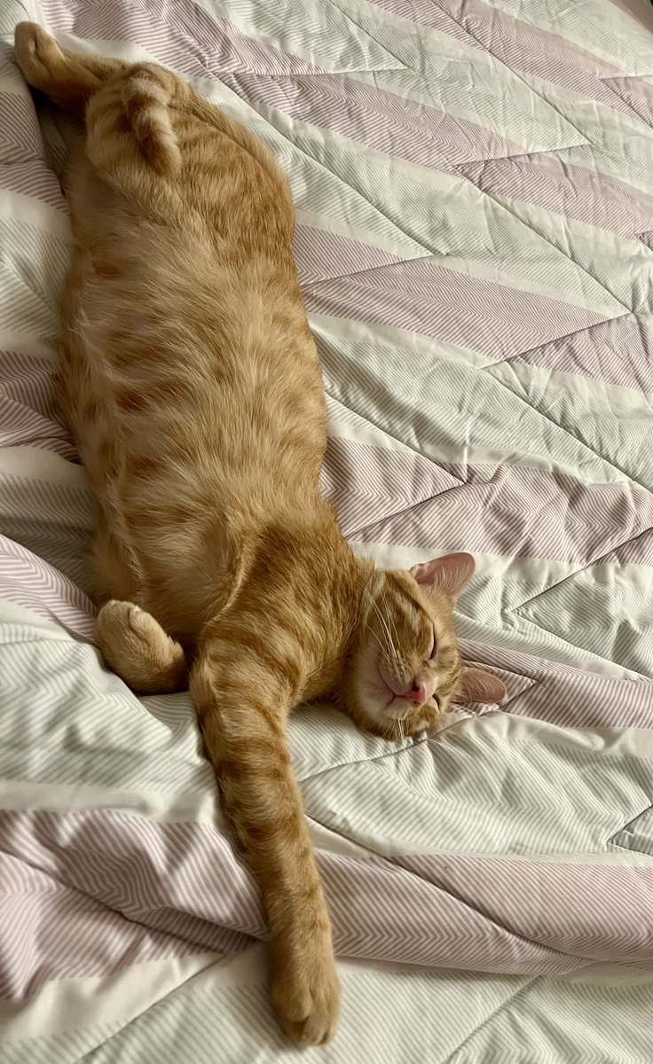 JodiStaMaria's tweet photo. Quiet please 🤫 Cat sleeping 😊 https://t.co/jgNirqiWL9
