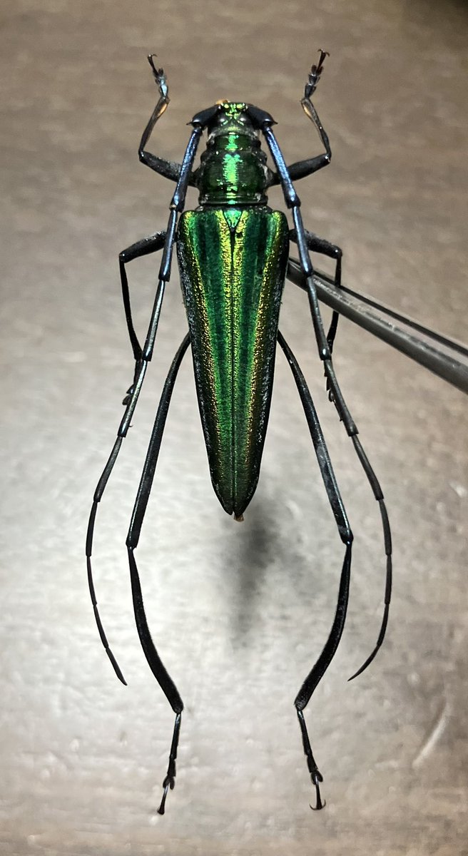 A pair of Cerambycidae sp. from INDONESIA
インドネシアのアオカミキリ(?)

相方のセレクト虫。
蒼緑色がジワ〜、っと魅力なカミキリ。
他人の感性は刺激になる。

後脚頸節がヒレ状になってるのは、何か意味があるのだろうけど、何にどう有利なのかはサッパリ、、、

 #むし広場