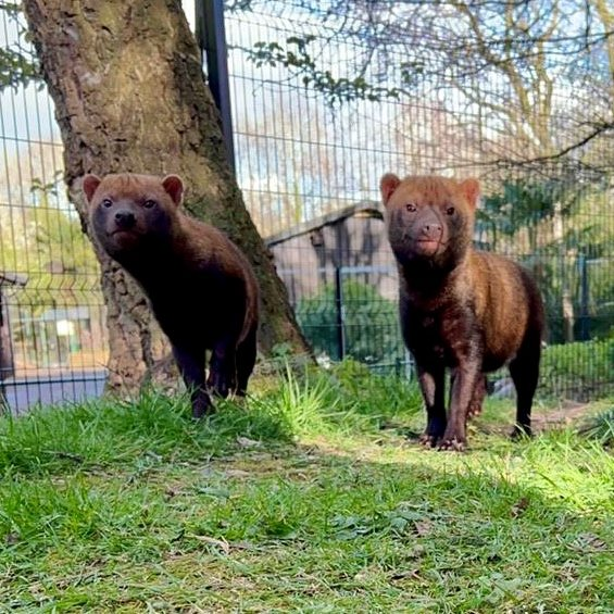 If you'd like another way to keep in touch with the goings-on at the Birmingham Wildlife Conservation Park, you can now sign up to our newsletter! eepurl.com/iDk9f2