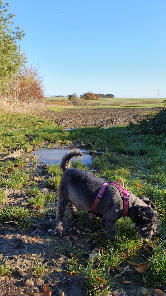 moneight's tweet photo. Bright and chilly morning stroll ..
#woofwalk #schnauzer #autumn 🍂 https://t.co/MQMxVQ70uz