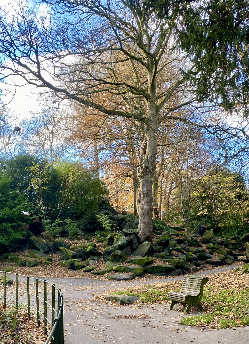 neilwyn's tweet photo. Parc Penbedw - hyfrydwch yr hydref https://t.co/35Zggi3Lyr