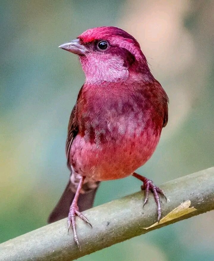 Dark-breasted Rosefinch

📸: @gracebirdlover

#NaturePhotography #birds #beautiful #SaturdayMorning #SaturdayVibes