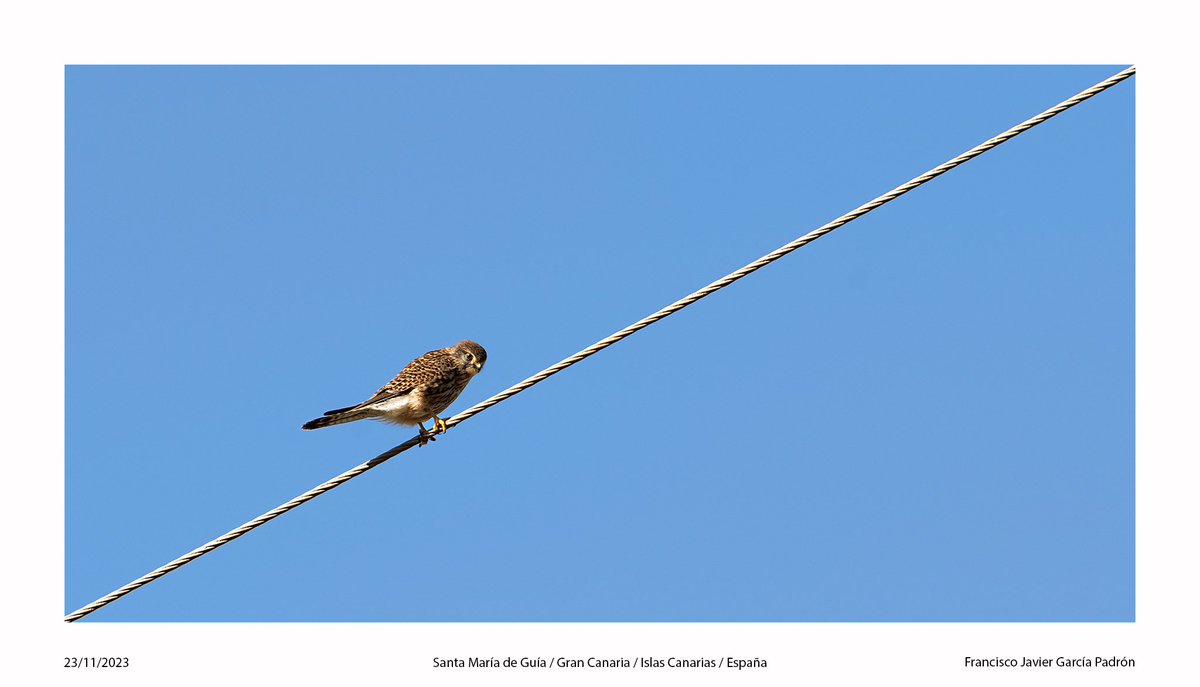 #BuenosDías #FotografíaAves #Halcón #Cernícalo #Cielo #Color #StªMªdeGuía #GranCanaria #IslasCanarias #España