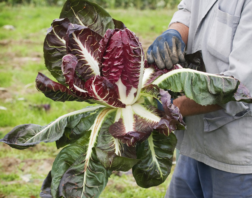 TurismoVeneto's tweet photo. Sui banchi dei mercati è già apparso il Radicchio di Treviso IGP nella varietà "precoce" e anche  "tardiva".  Due bontà da gustare in mille ricette ma se ti manca l'ispirazione prova quelle suggerite da @radicchioigp

🍽 https://t.co/fJVQGPQqWG

 #VisitVeneto https://t.co/s2C2lU6aCj