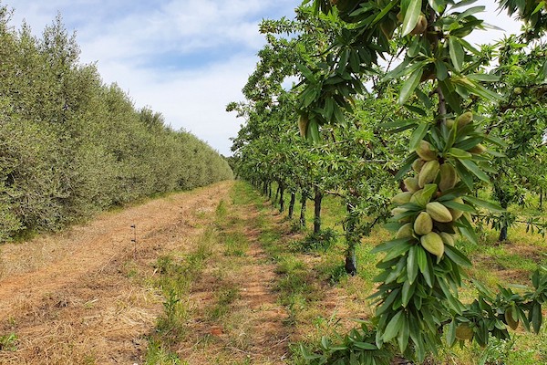 Pareti frangivento per proteggere i frutteti: a colloquio con l'agronomo
freshplaza.it/article/957973…