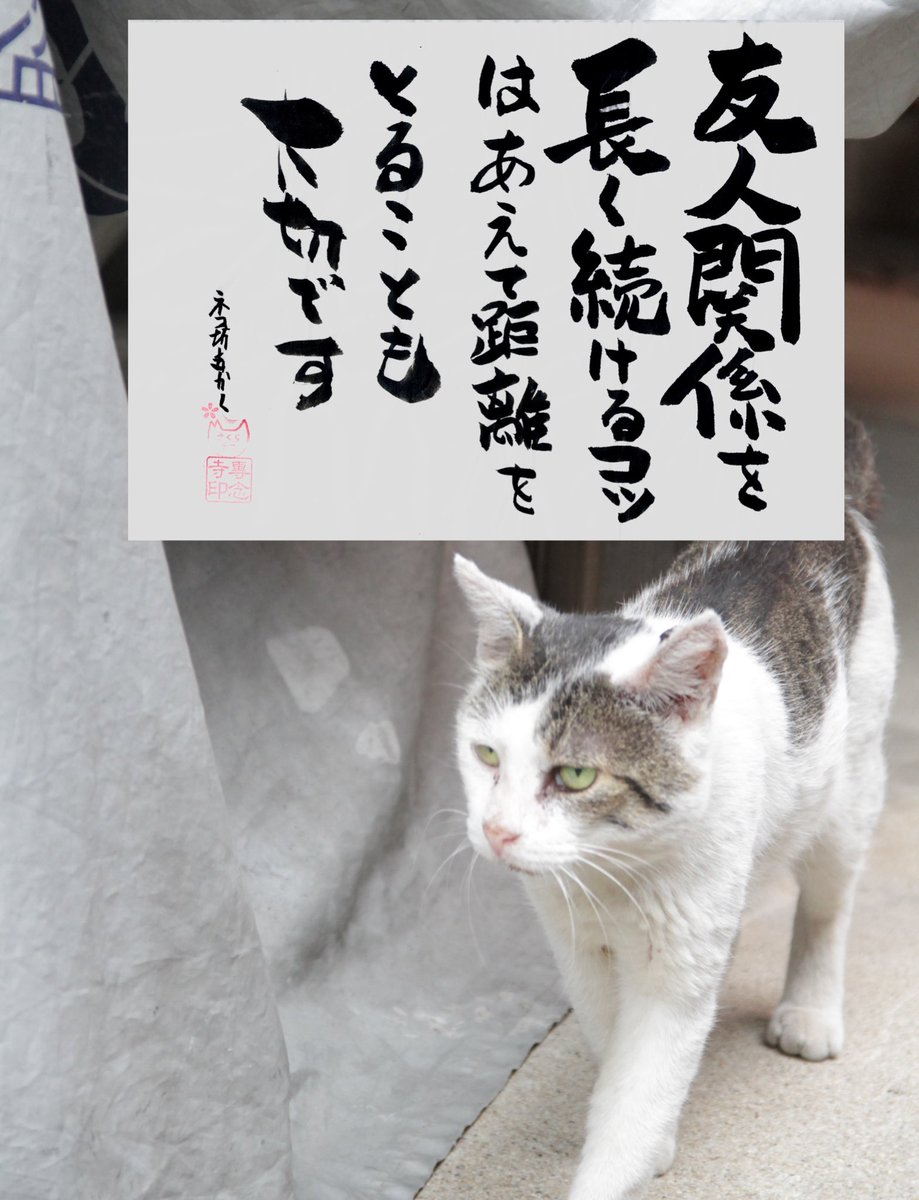 yabumoto610's tweet photo. ネコさんから人間さんへ今日の一言 https://t.co/hyqlkMgvDZ