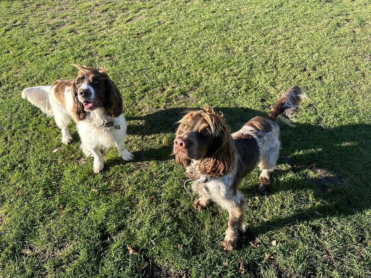 iain_w_anderson's tweet image. Ball time #Joe #Jarvis #JoeJarvis ❤️🐾🐾
