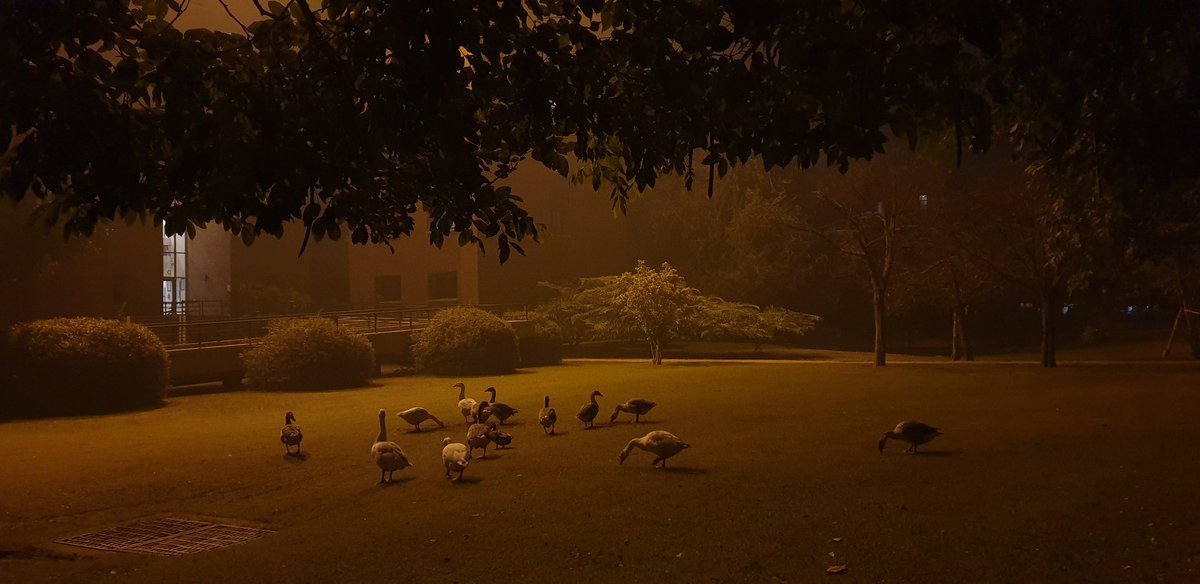 that girl tweet media