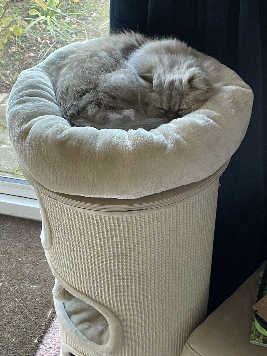 He’s reached the penthouse suite in the tower of comfy spaces! ❤️