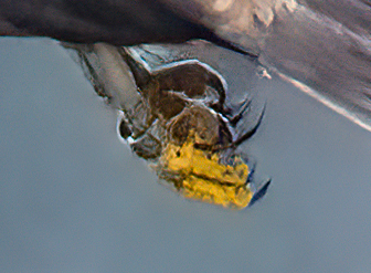 alan ashman tweet media