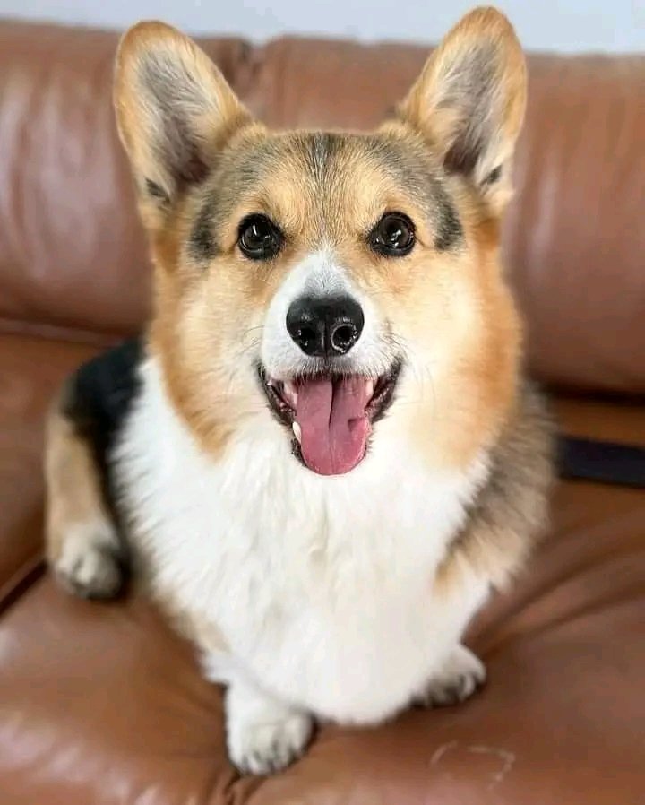 corgilover0's tweet photo. https://t.co/gEQp2kIBYw