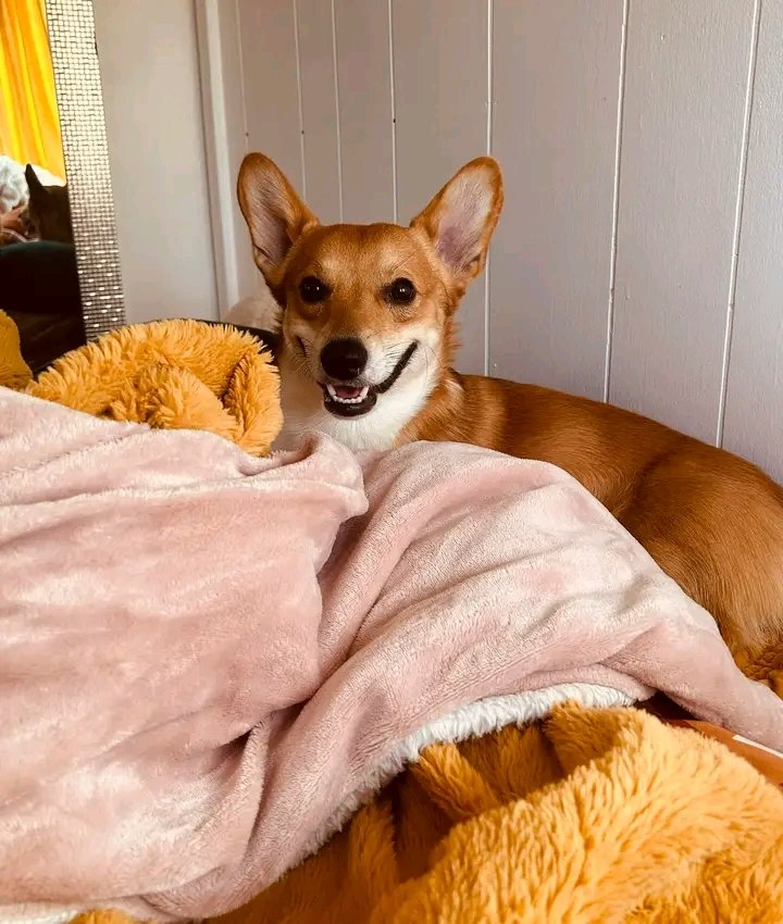 corgilover0's tweet photo. https://t.co/nmE6PNCVMb