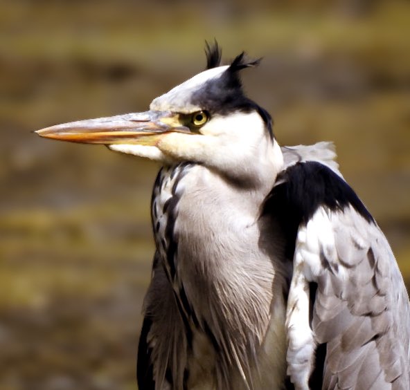 I wouldn’t mess with him #birdphotography #greyheron #angrybird