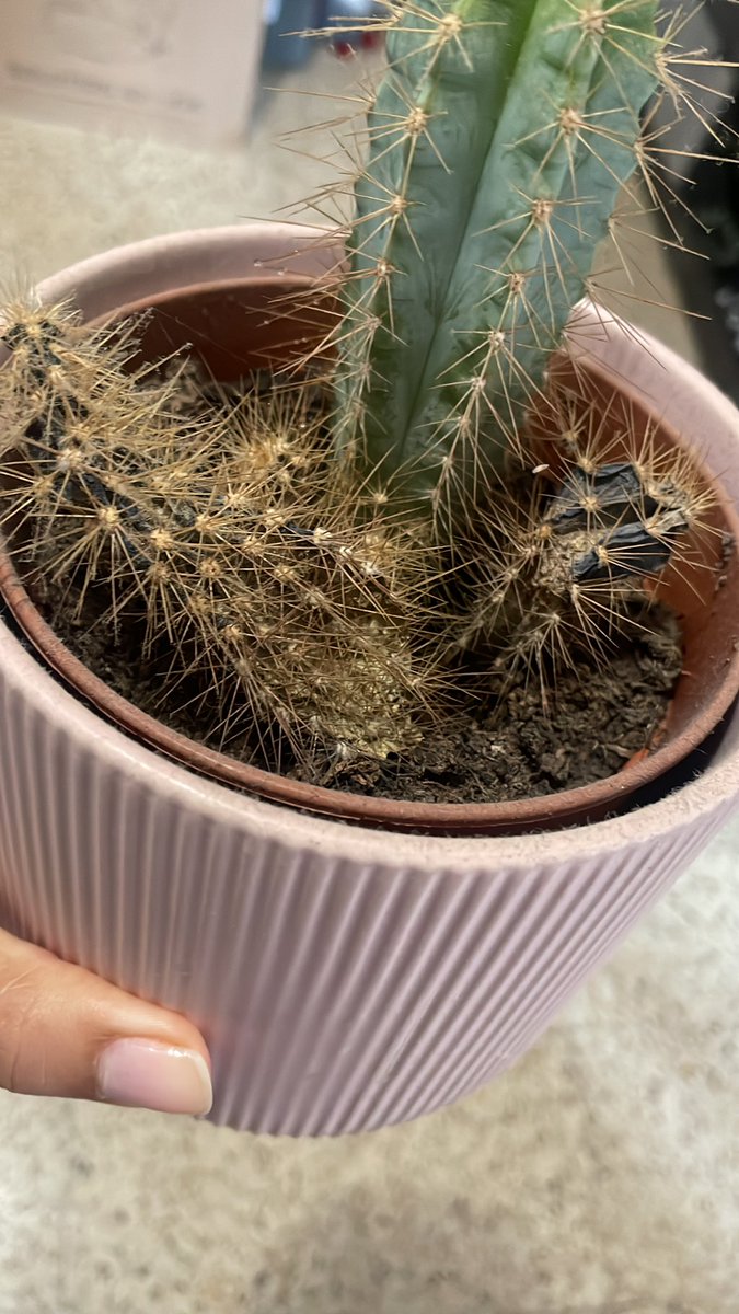 Indiraj_27's tweet photo. Hasta los cactus se me mueren 😭😭😭 https://t.co/l6vOHkjJZN