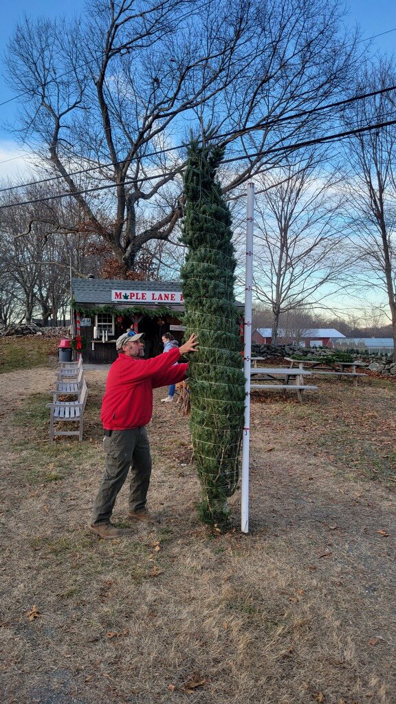 MapleLaneFarms_'s tweet photo. A great opening day to the 2023 Xmas Tree season! 🌲 

Thank you to all who made this new system and process successful. We understand that the reservations are new and come with some challenges, but it helps us keep the farm sustainable and maintain a full tree season experience https://t.co/IxhxoXfQBn