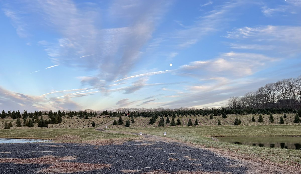 MapleLaneFarms_'s tweet photo. A great opening day to the 2023 Xmas Tree season! 🌲 

Thank you to all who made this new system and process successful. We understand that the reservations are new and come with some challenges, but it helps us keep the farm sustainable and maintain a full tree season experience https://t.co/IxhxoXfQBn