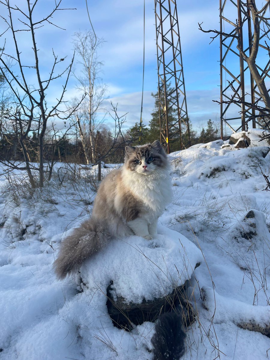 Our little snow leopard 🤍❄️🏔️