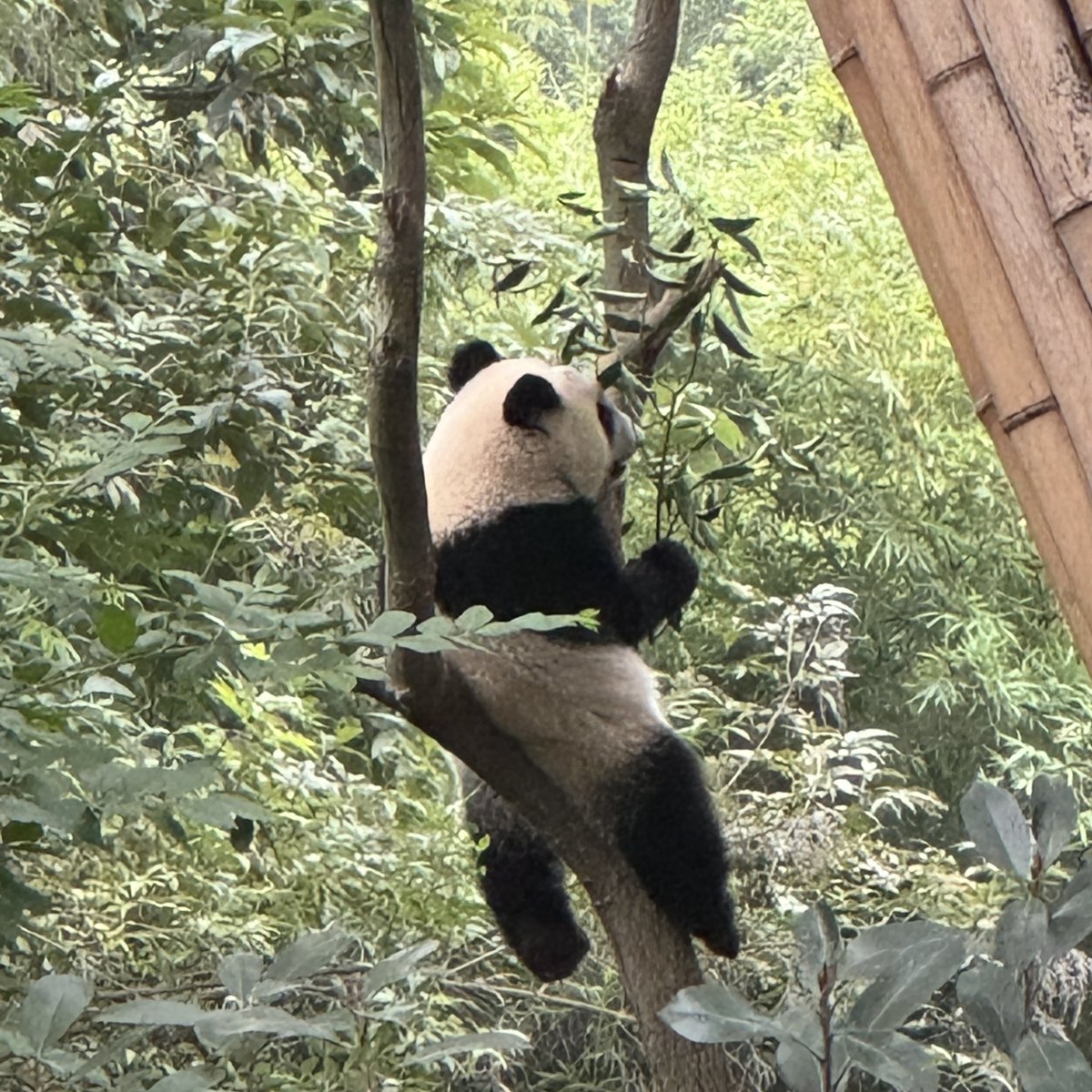 Aeee00451374's tweet photo. 什么时候能和熊猫一样每天吃了睡睡了吃啊
好了今年旅游额度用完，下周又要回归打工🥲 https://t.co/lxNplHZhdn
