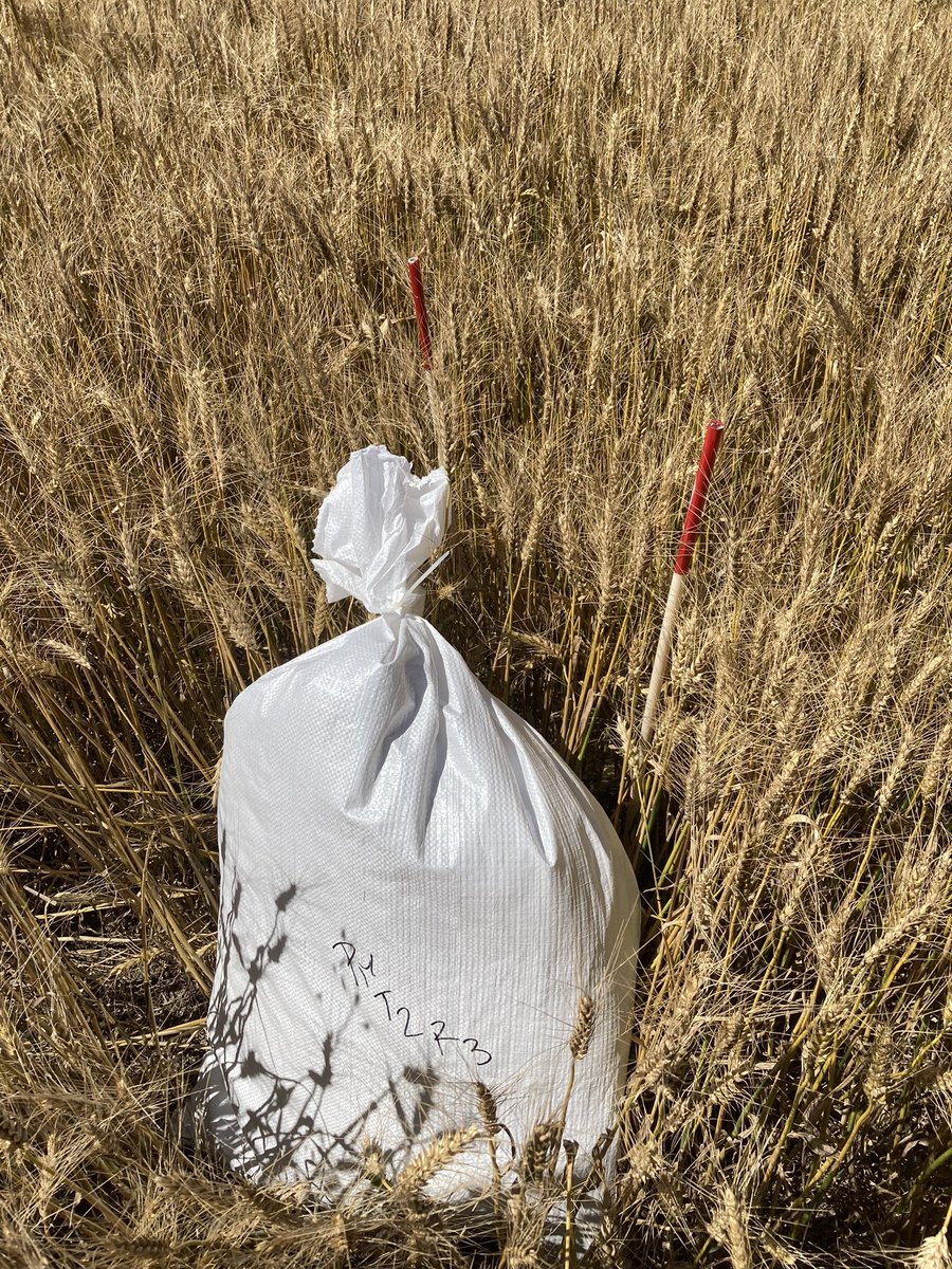 Cuando el pre llega a cosecha 🤩🤩🤩izq: testigo sucio; der: mejor tratamiento!!! <a href="/agroterrauy/">agroterrauy</a>
