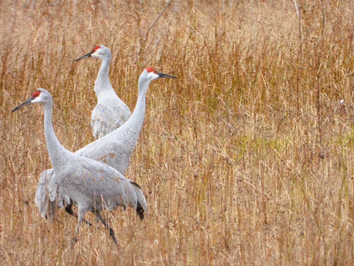 jill50546998's tweet photo. Sandhill Cranes in Montezuma National Wildlife refuse. Cold, dark, and windy day. The younger birds have brown heads. #sandhillcranes #montezuma #mnwr #migration #birding #nature #birdsoftwitter #cranes https://t.co/XQ2IDqrJ5y