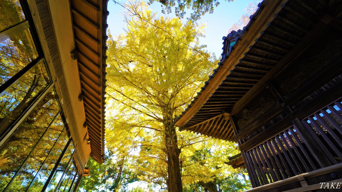 静岡県掛川市八坂にある 事任八幡宮へ行って来ました 本殿の脇にある大銀杏の葉が舞い 辺りを黄金色に染め上げ とても幻想的な光景でした🌳