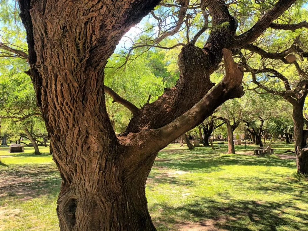 El Parque Francisco Tau es una reserva natural urbana ubicada en la ciudad de Bell Ville. Es el único bosque de la llanura cordobesa situado en el mismo centro de una ciudad, lo que le confiere un valor ecológico y patrimonial único. forestaton.org.ar/parque-francis…